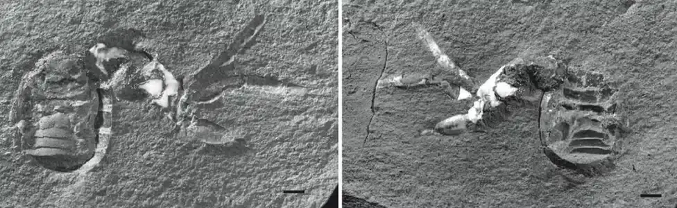 scientists-discover-fossil-close-spider-50d05496faaa798e513053d045827b22.webp