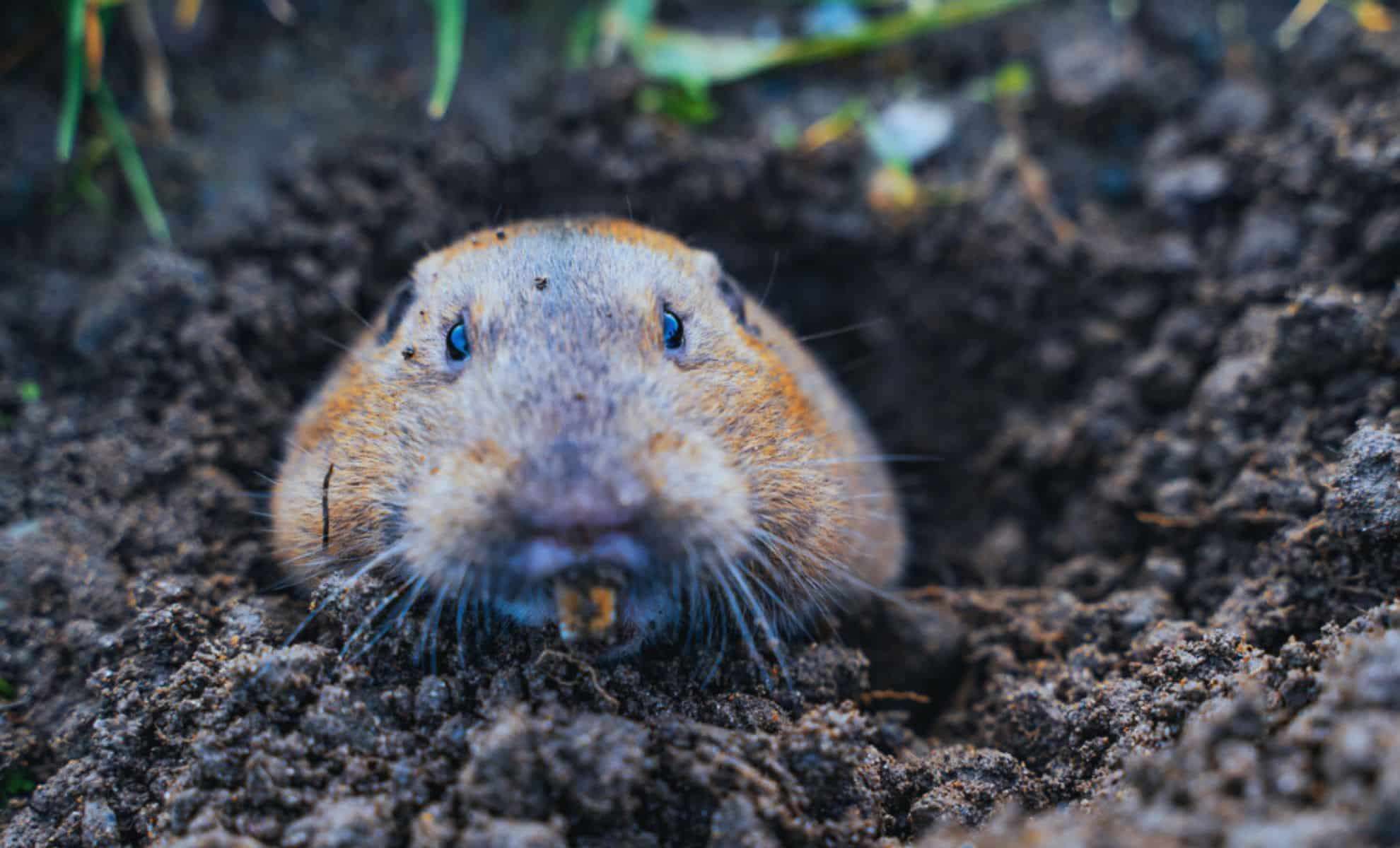 How a 24-Hour Gopher Experiment Transformed Mount St. Helens’ Volcanic Landscape for Decades 