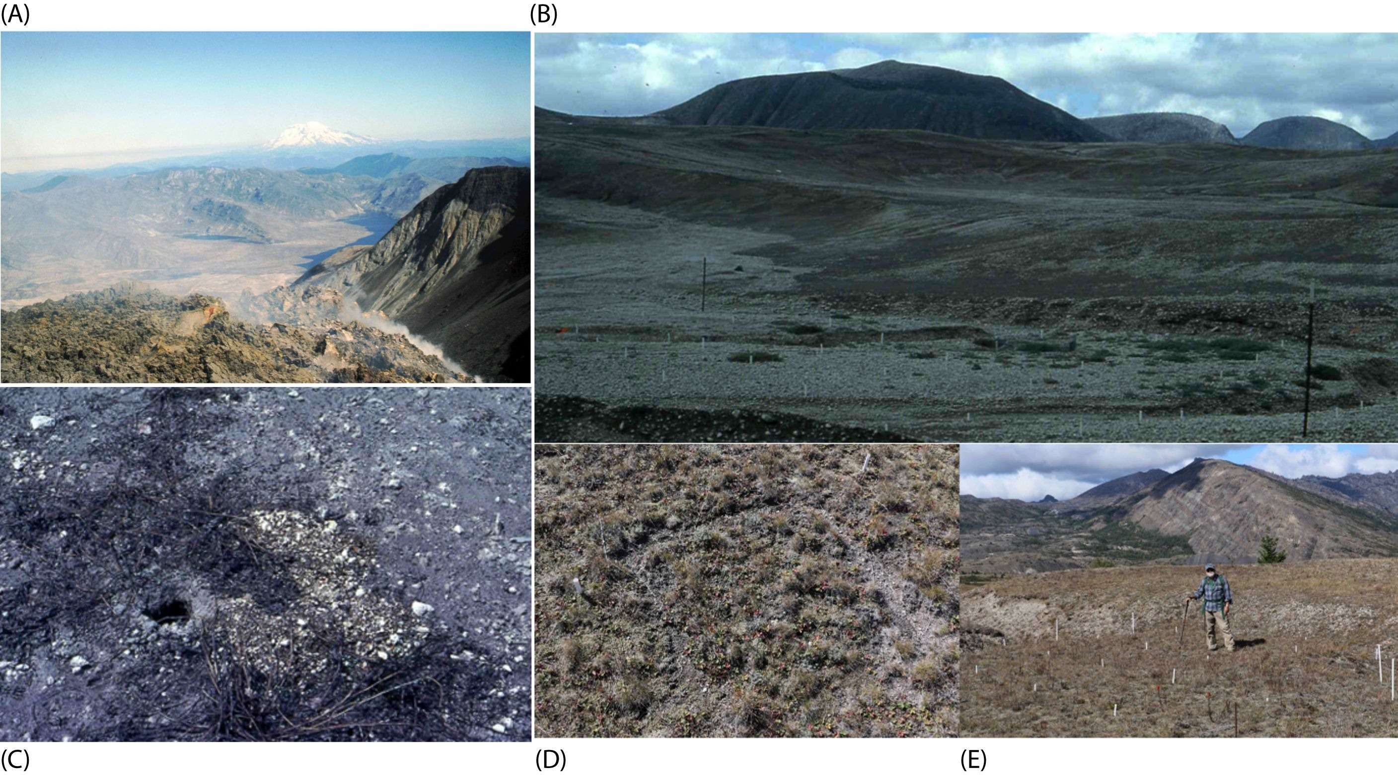 scientists-dropped-gophers-on-a-volcano-for-just-24-hours-40-years-later-their-impact-is-staggering-680859eca0852f9300d1483b1ffad16f.jpeg