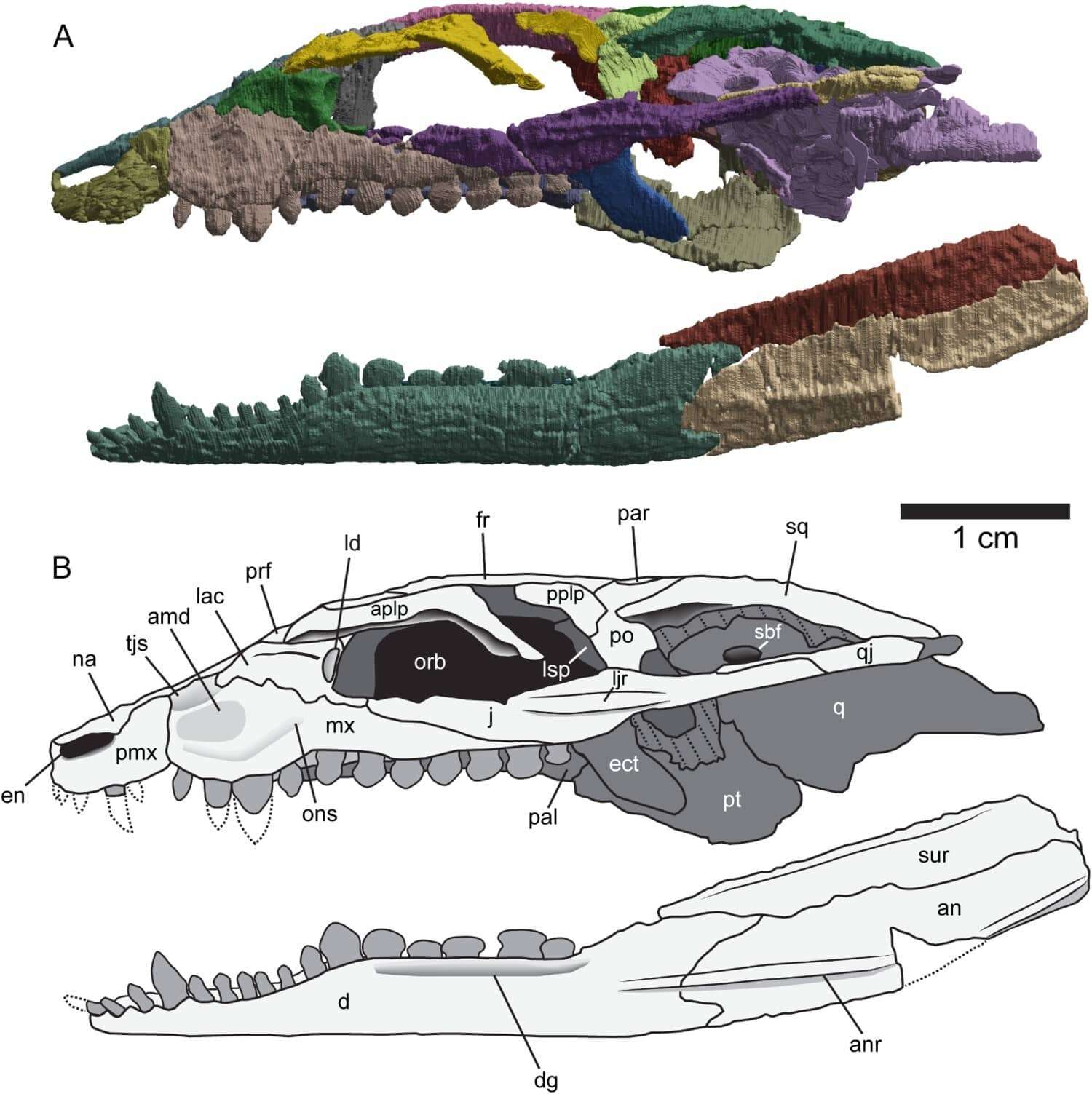 Skull-of-Thikarisuchus-xenodentes-f70bc8b92bc22f097b5dfa4386523301.jpg