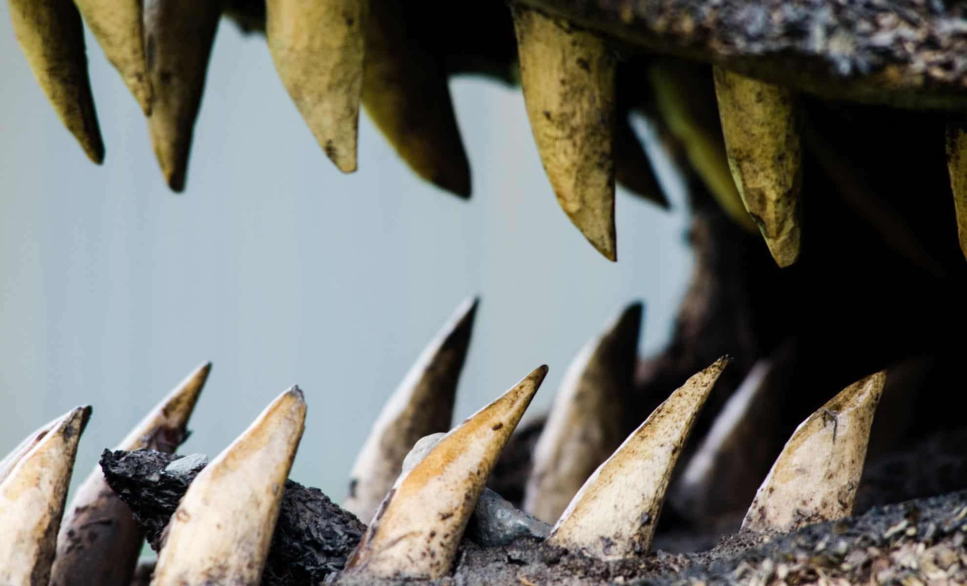 Newly Identified Cretaceous Crocodile Had Unique Teeth and Consumed Dinosaurs 