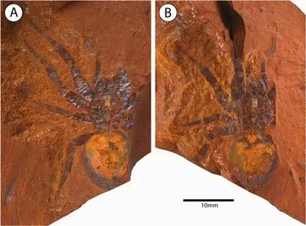 a-fossilised-spider-with-a-large-abdomen-found-in-red-stone-d6583fa1c15b5e8e8ddf1ccb58f1104d.webp
