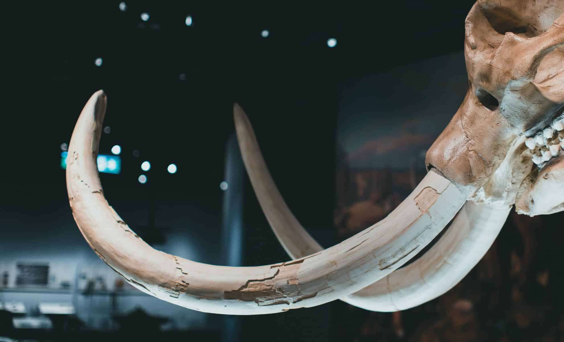 New Mammoth Lineage Discovered in Mexico's Ice Age Fossil Beds 