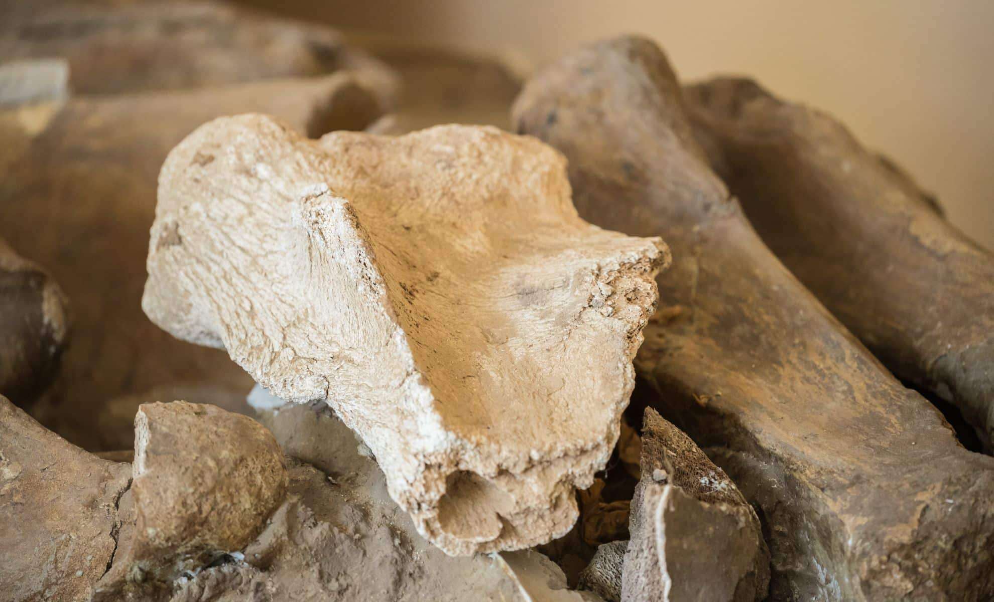 Unveiling 1.1-Million-Year-Old Microbial DNA Inside a Mammoth’s Tooth 