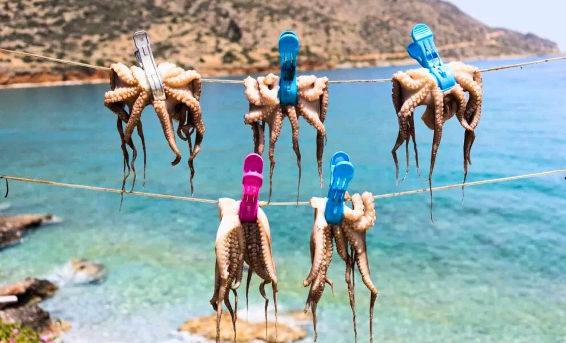 Inside Spain’s Groundbreaking Octopus Farm: Ethics and Environmental Concerns Unveiled 