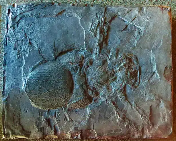 Megarachne_servinei_Naturalis-scaled-1-ef9f4691213d9d8d1f1d01af2270e5e0.webp