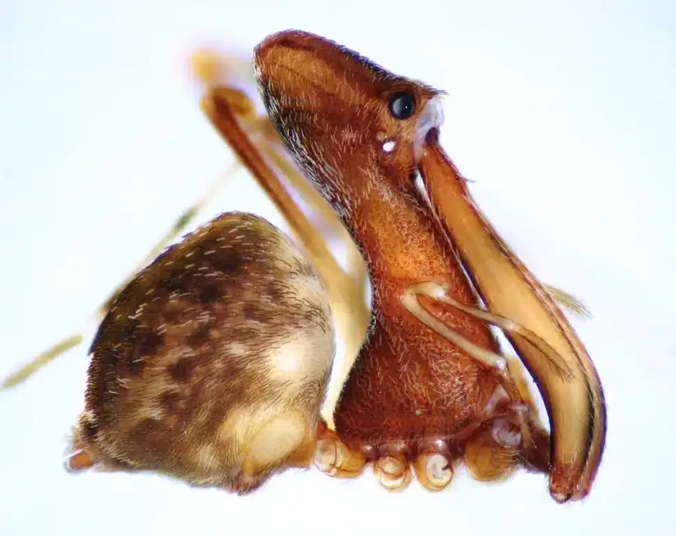 The-pelican-spider-9ef4c4b1302621480c3ba7c9652c7c59.webp
