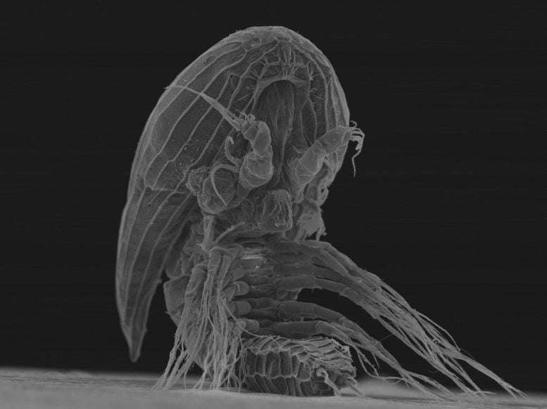 Cypris-Larva-Y-Cyprid-Under-Electron-Microscope-92631933d9dea56d79233bb32bd1b080.jpg