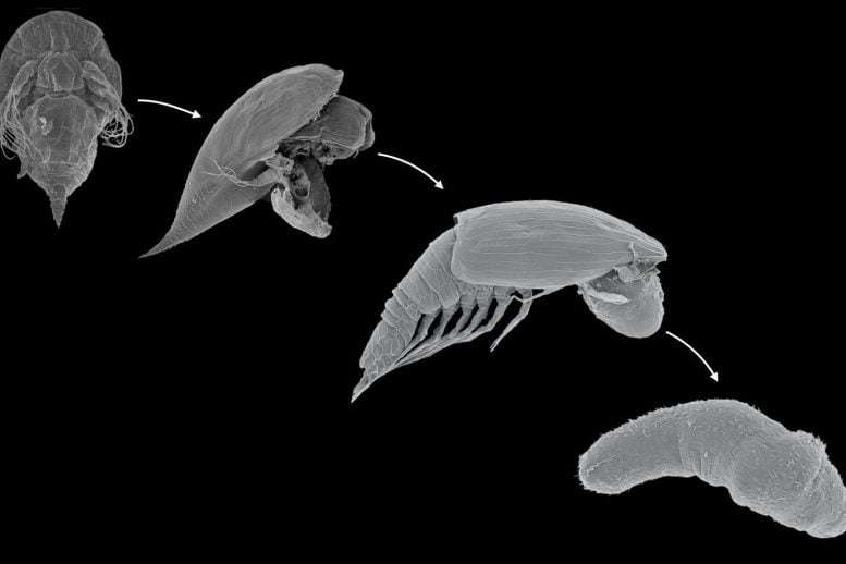 The-Lifecycle-of-Y-Larva-to-Ypsigon-830074e231d095d4c64f80bbed8cc60b.jpg
