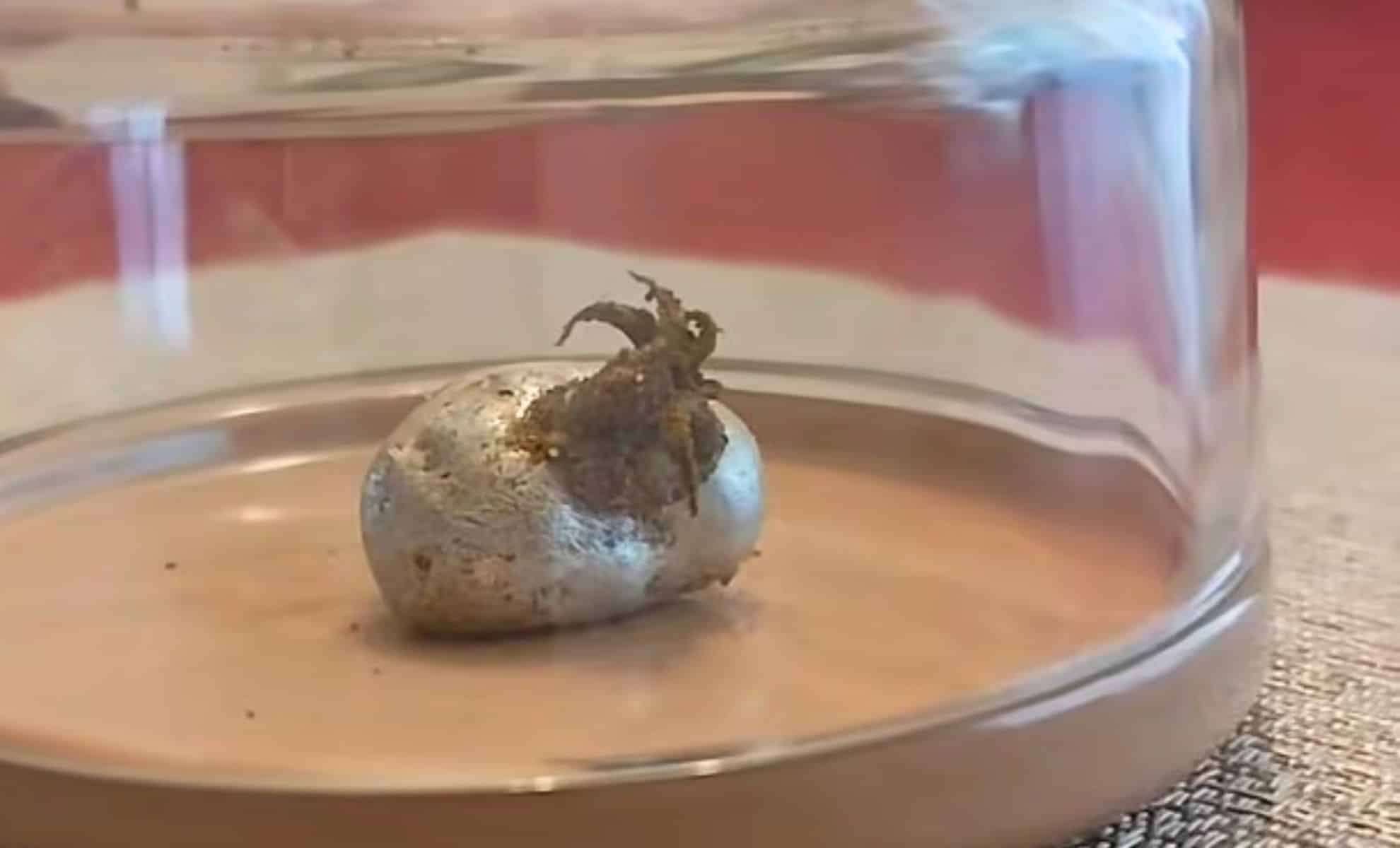 Unusual Tentacle-Like Growths Spotted on a Space Rock Ignite Online Curiosity 
