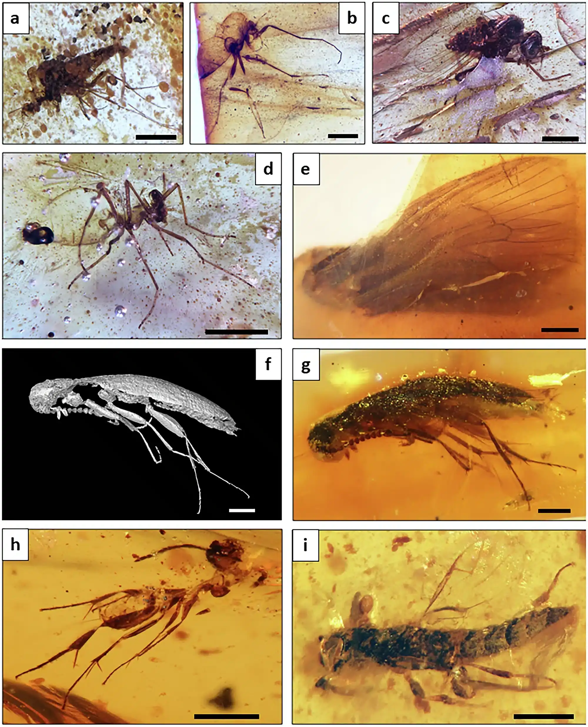 insects-d1bce84a276d83c2f6254b562c1bd96b.webp