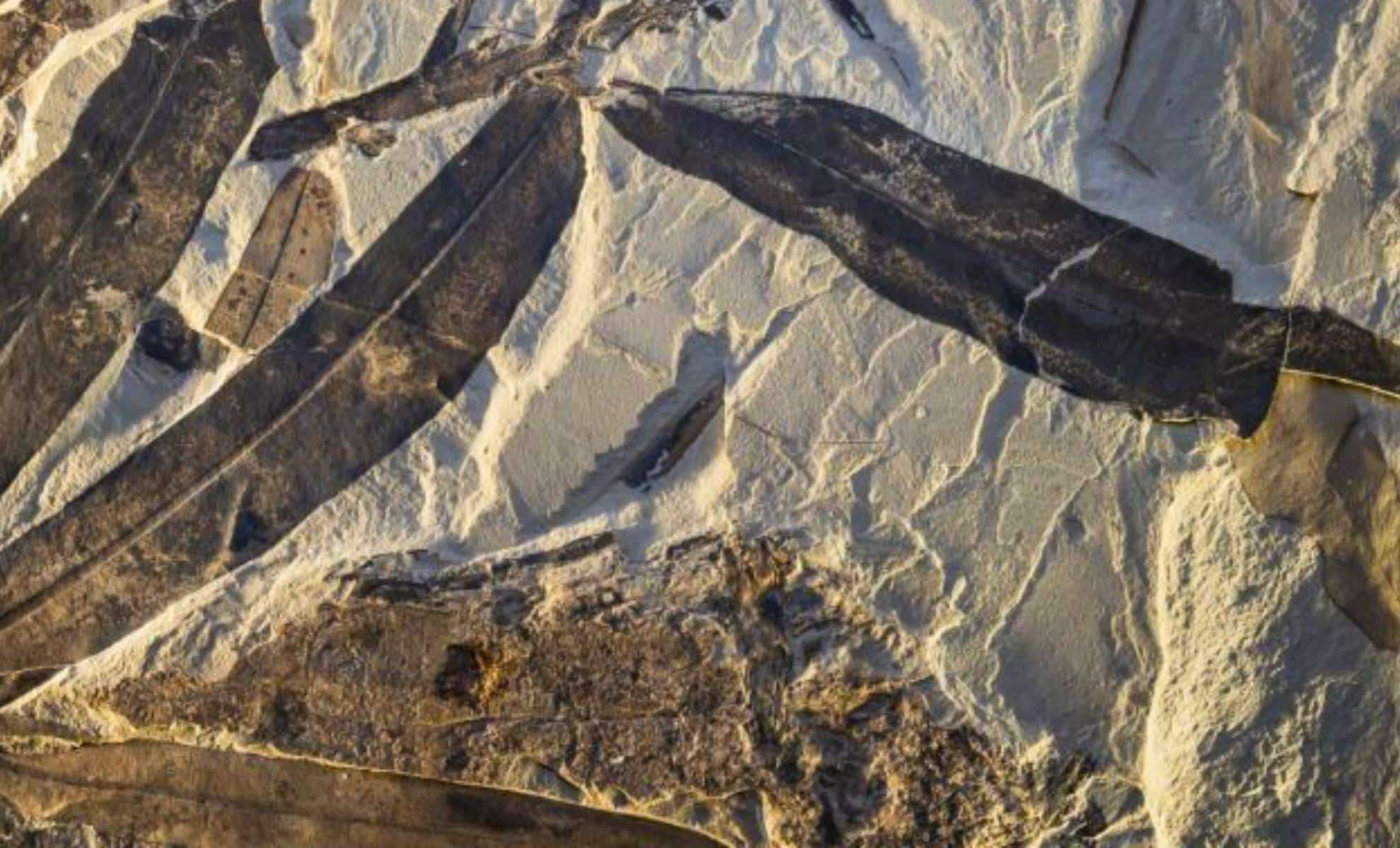 Ancient Plant Fossil Unveils a Previously Unknown Botanical Lineage 