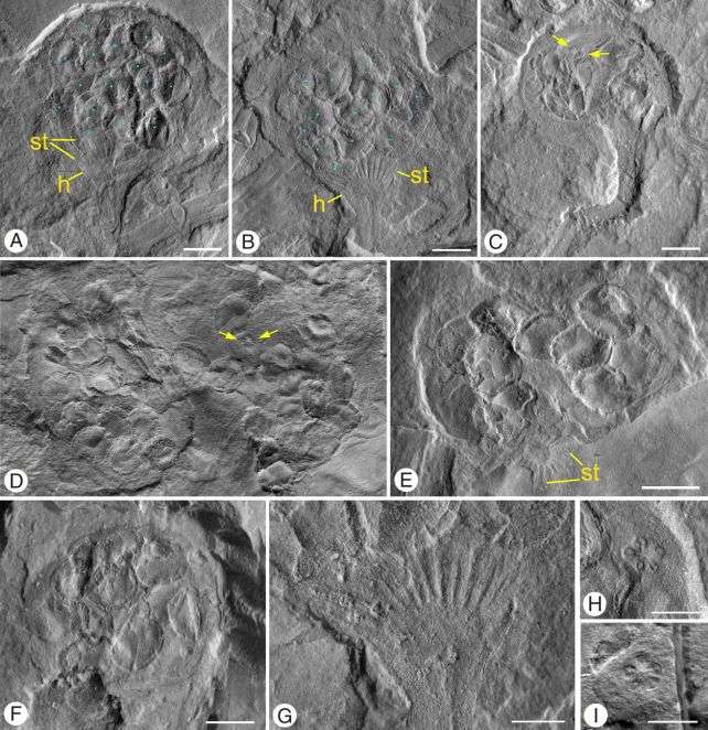 fossil-closeup-683f42b97e4592ee83f040a8fbd4ca01.jpg