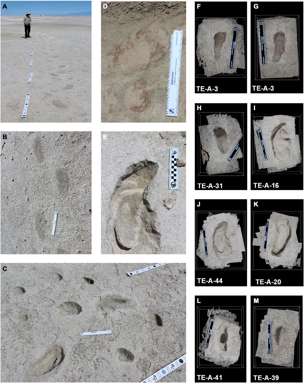 fossilized-footprints-and-movement-trails-f96dc39e51c1ba42d9accc361f295a35.jpeg
