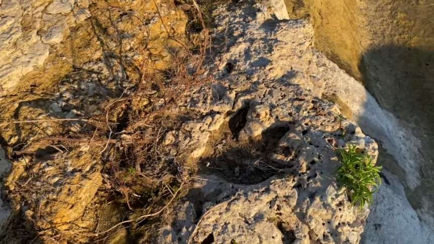 Dinosaur-tracks-were-discovered-in-the-Sandy-Creek-area-in-Travis-County-371e356ffb5f246537533e12734a531e.jpg