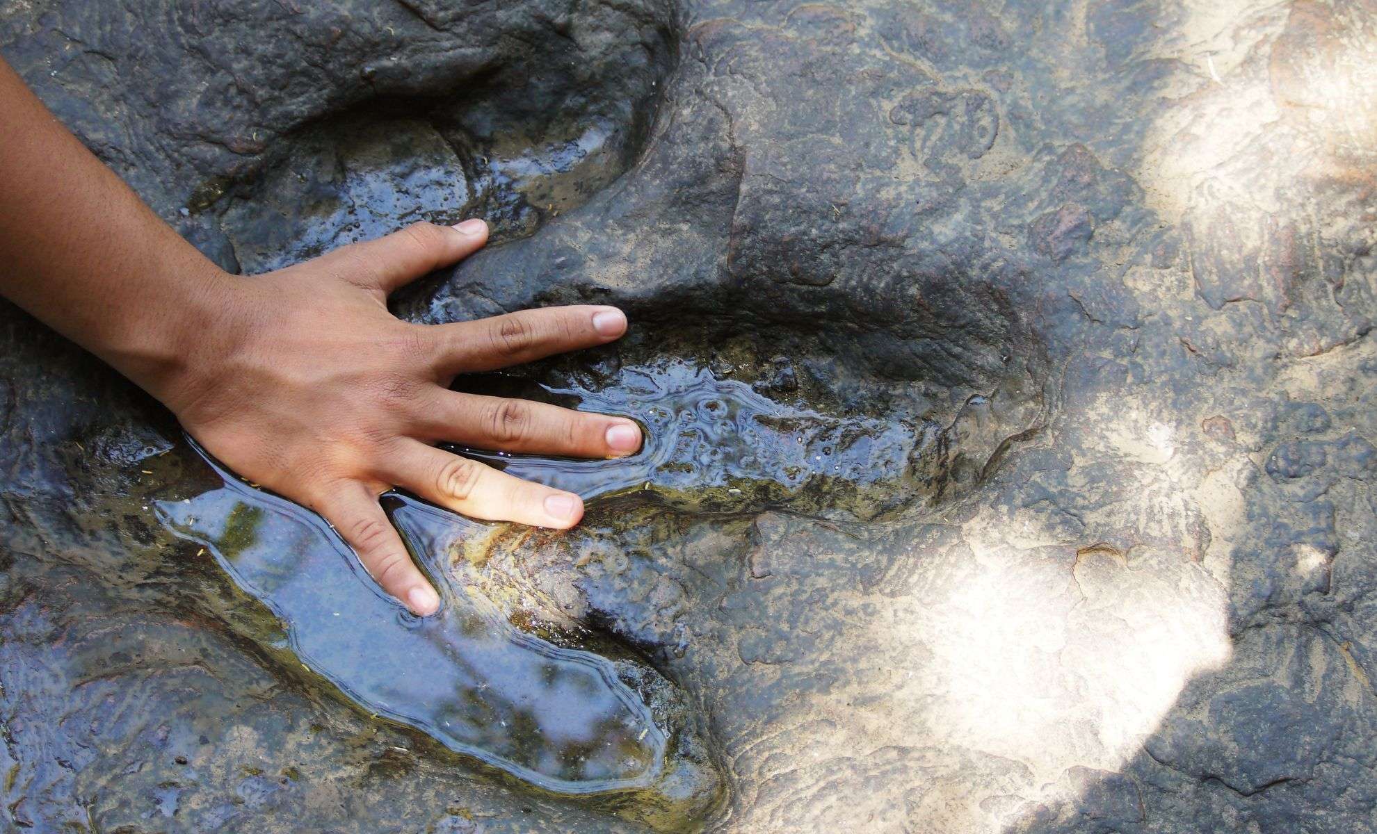 Remarkably Preserved Dinosaur Footprints Discovered After Devastating Texas Floods 