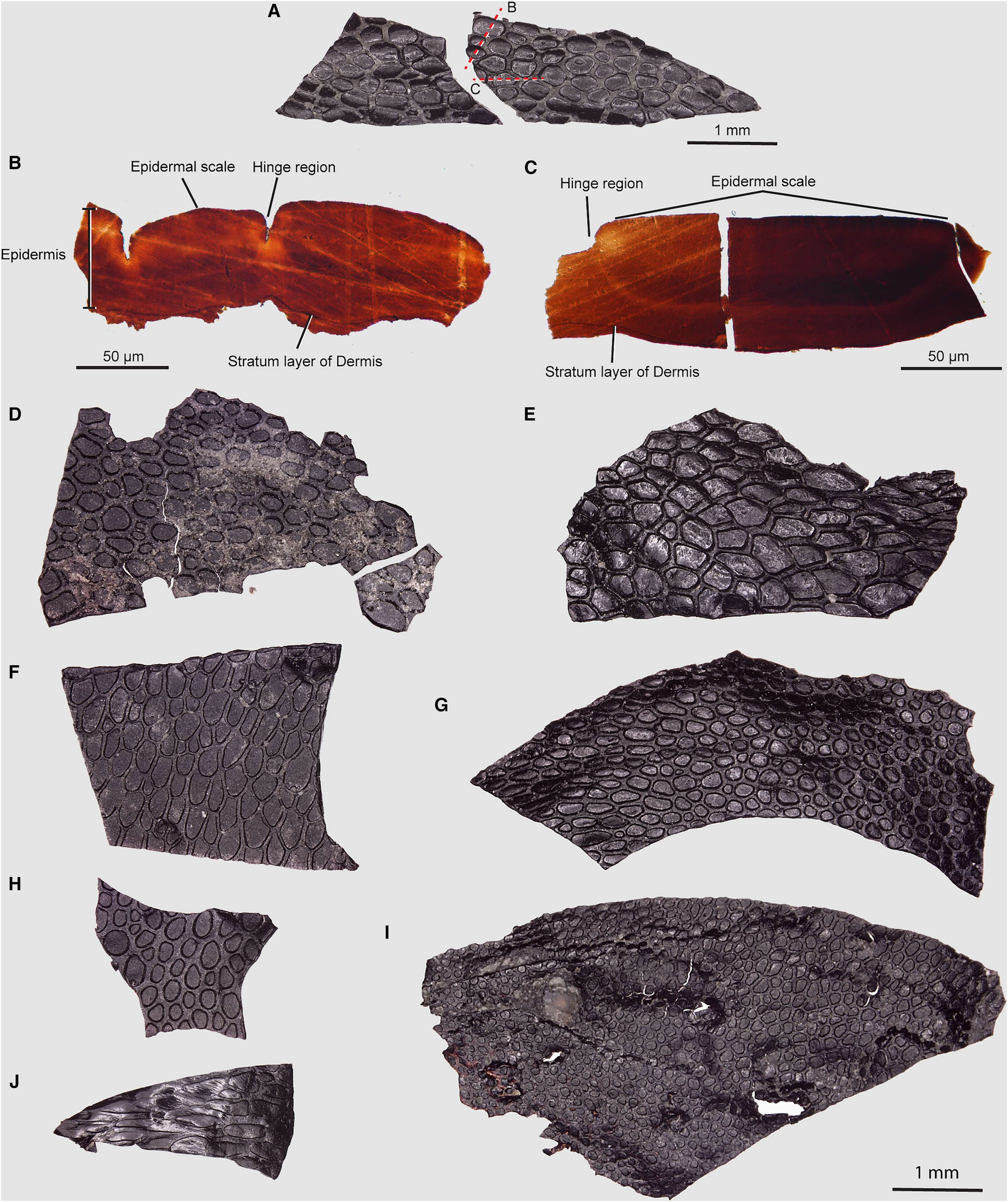Image-showing-the-outer-surface-of-the-fossilized-skin-3bc2165f6aa165aa51a45d5efa9f91ae.jpg