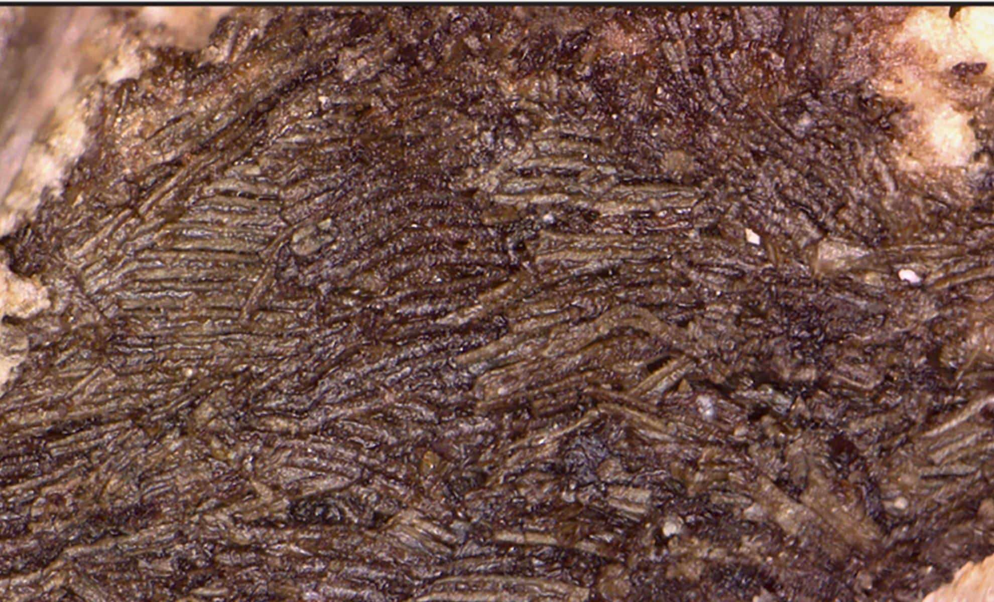 Ancient Reptile Skin Fossil Unearthed in Oklahoma Cave Predates Dinosaurs by Millions of Years 