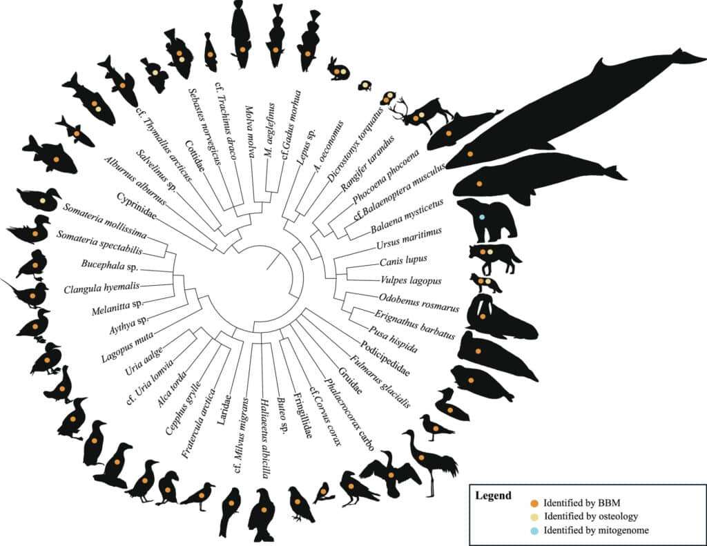 46-ice-age-animals-unearthed-in-cave-c54d4cea9fcb33c62990e3c716f64403.jpg