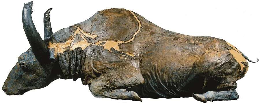 Gold-miners-discovered-the-mummified-Steppe-Bison-now-called-Blue-Babe-1-599212fcf47713b41c318101949f7e54.jpeg