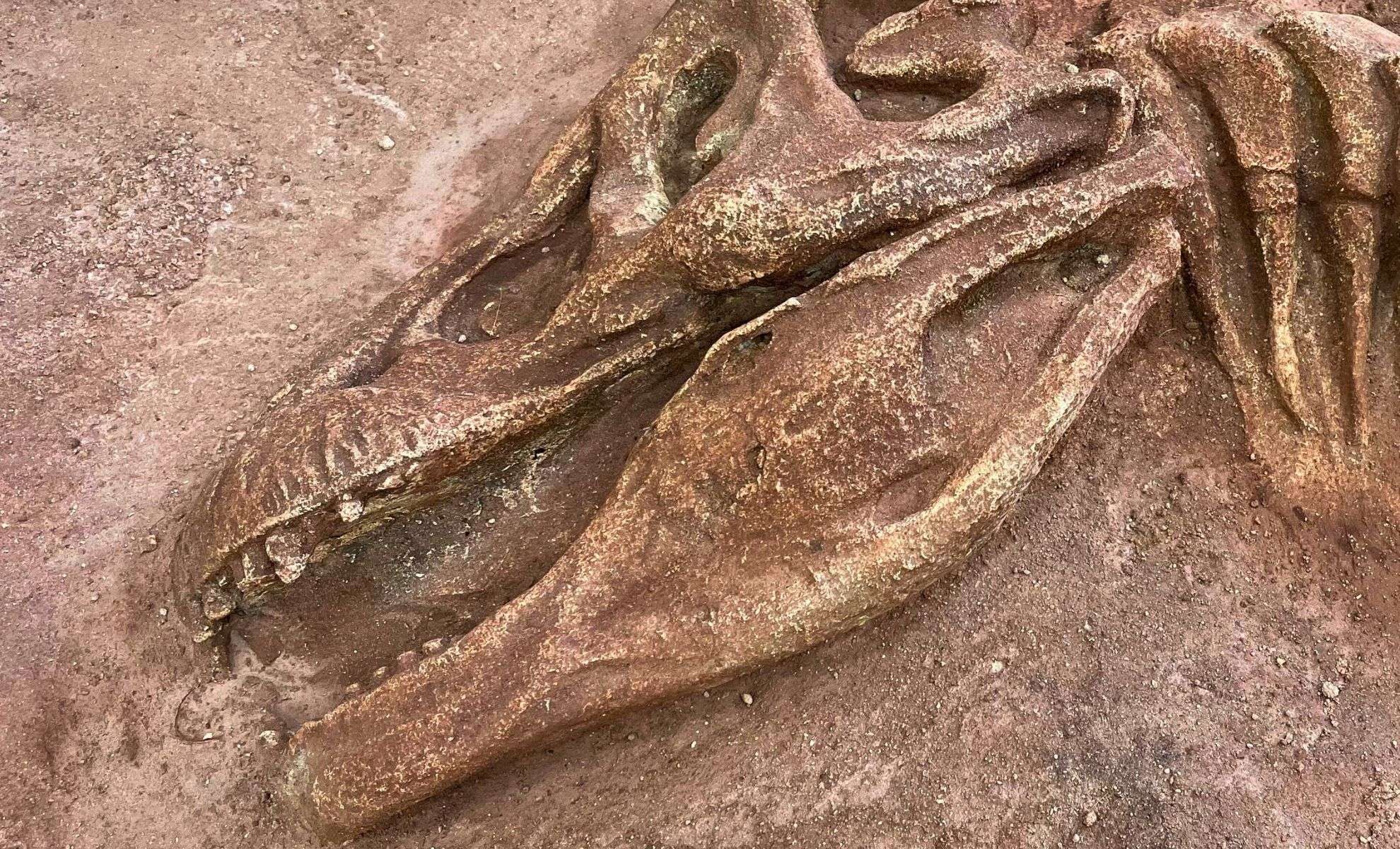 Ancient Dinosaur Skull Unearthed with Stunning Preservation Challenges Expectations 
