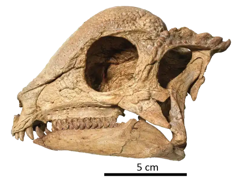 The-remarkably-preserved-skull-of-the-dome-headed-dinosaur-Zavacephale-rinpoche-f3bf2128f89d59c0de3f38e4686c8f3f.webp
