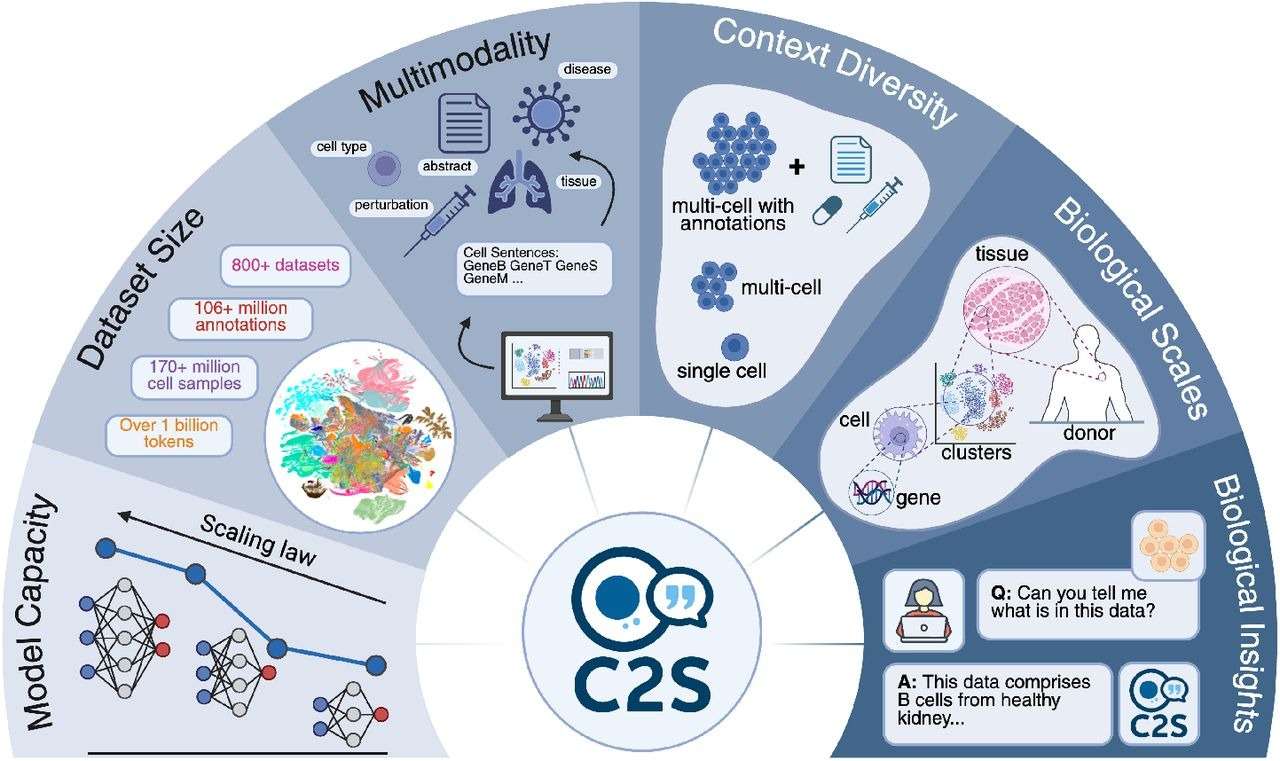 Scaling-LLM-based-single-cell-analysis.-A-multidimensional-expansion-of-the-C2S-14-framework-189a6c9e74fbf88e62c1ca83f9aad5e0.jpeg