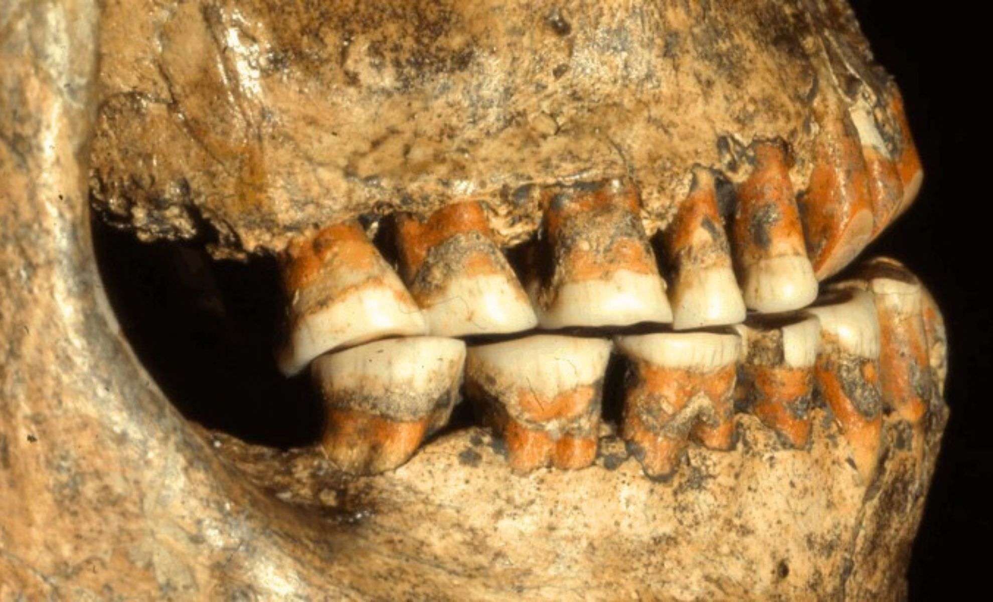 New Research Challenges Assumptions About Ancient Dental Marks in Human Ancestors 