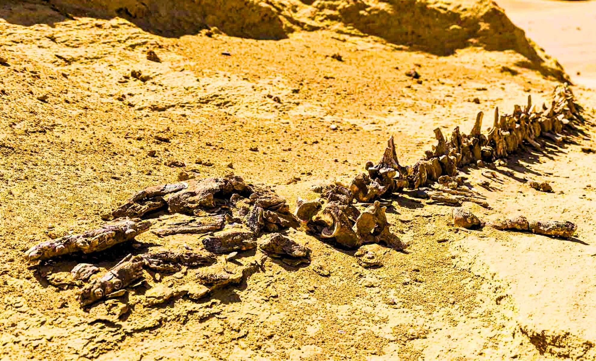 Egypt’s Desert Reveals Fossils of Walking Whales from 37 Million Years Ago 