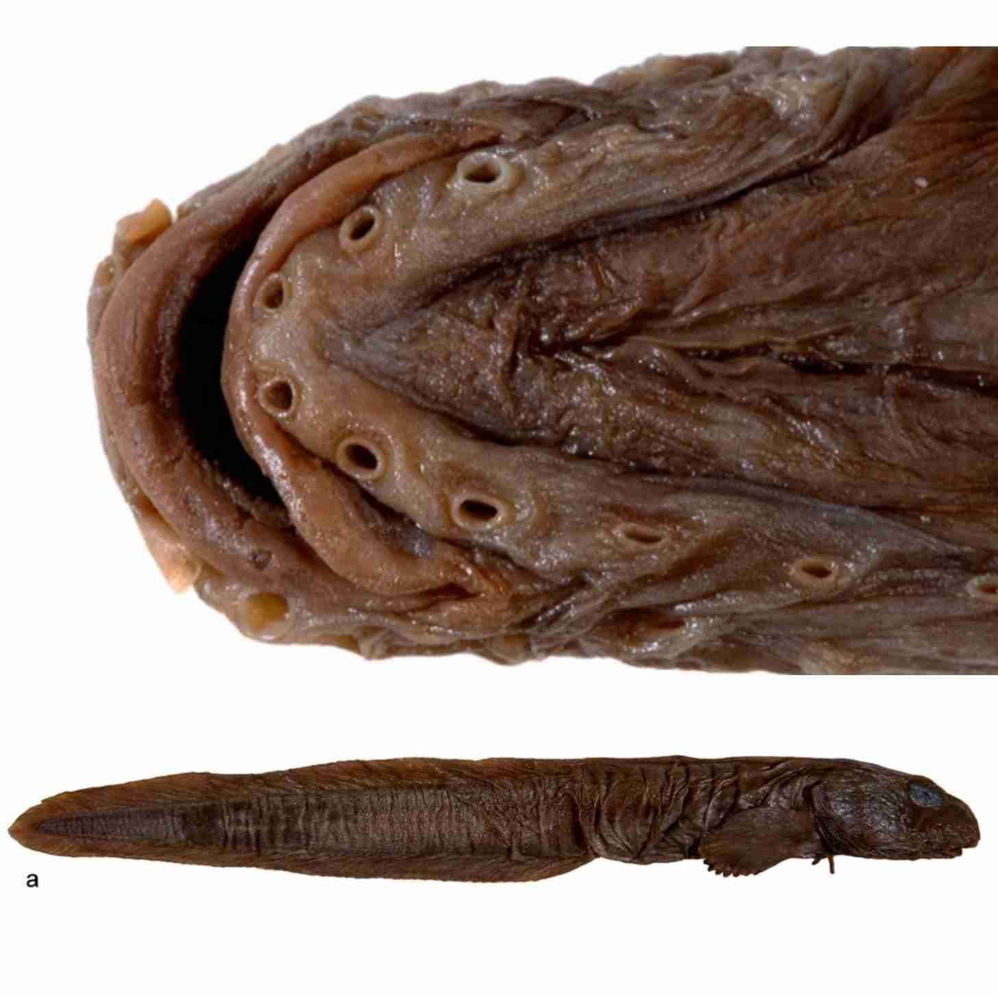 Ophthalmolycus-kosmonautis-9aee5e1cfcc064365bc0c0fb46f778ce.jpg
