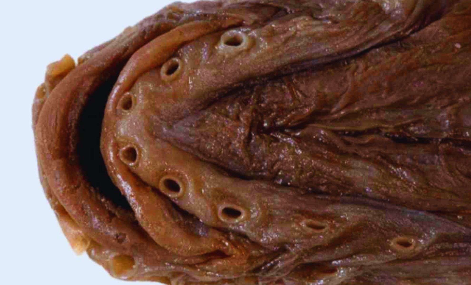 Antarctic Deep-Sea Fish Discovered After Decades in Museum Storage 
