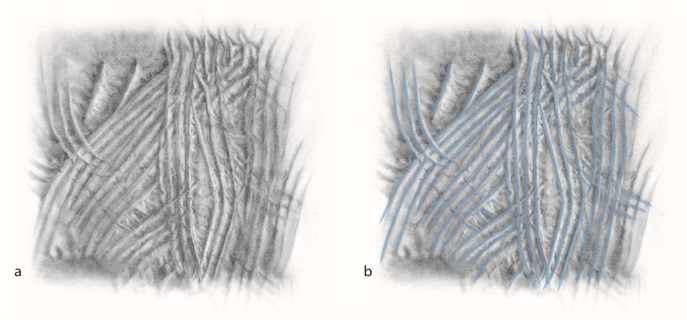 artificial-intelligence-finally-decodes-puzzling-prehistoric-cave-marks-finger-flutings-5754a55547e4bb68e41748e0be1281d7.jpeg