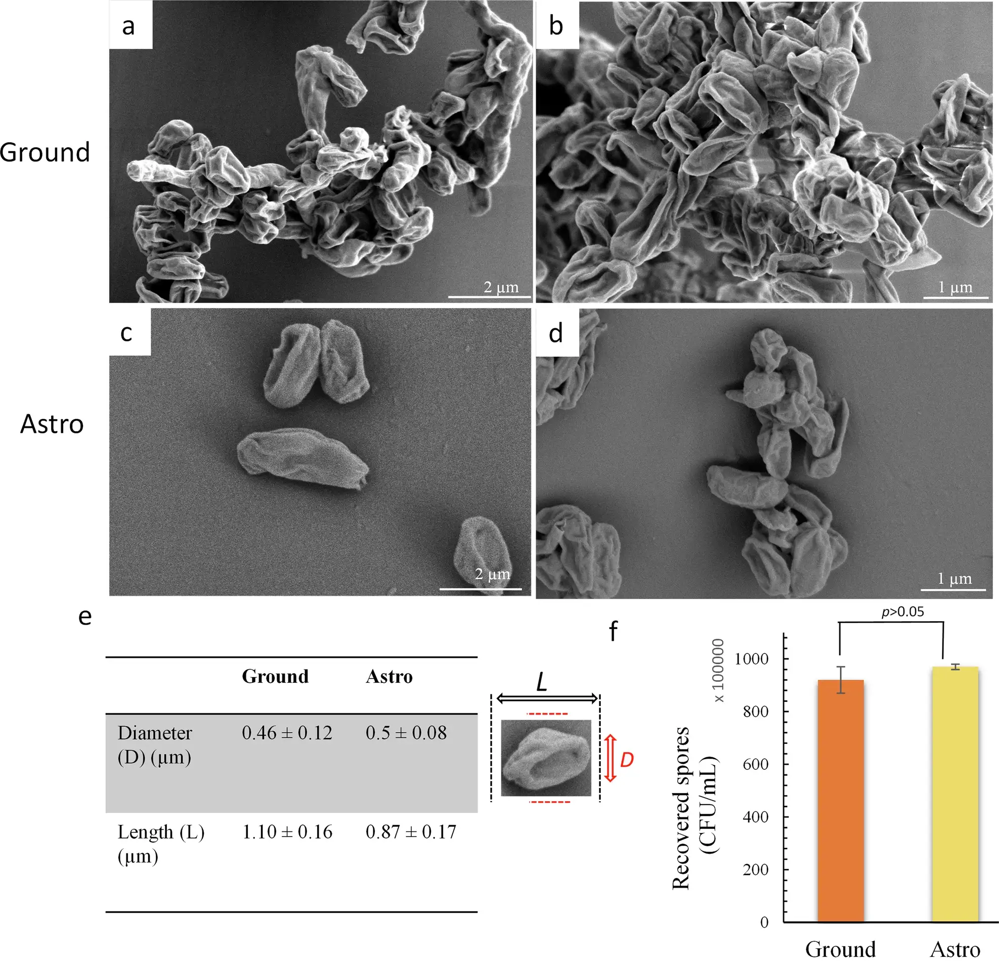 Detailed-morphological-study-of-spore-samples-9e39fefe46fb4b038d64b8c893904549.webp