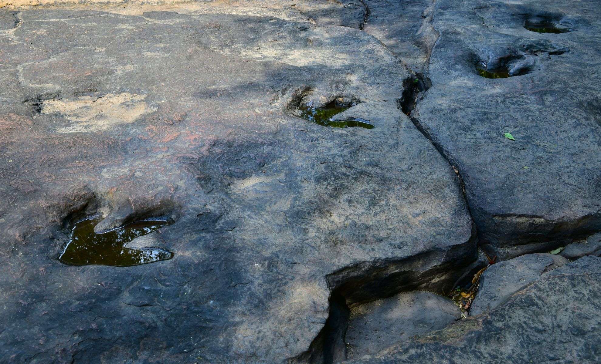 Unearthing Europe’s Longest Dinosaur Footpath in an Unexpected Quarry 