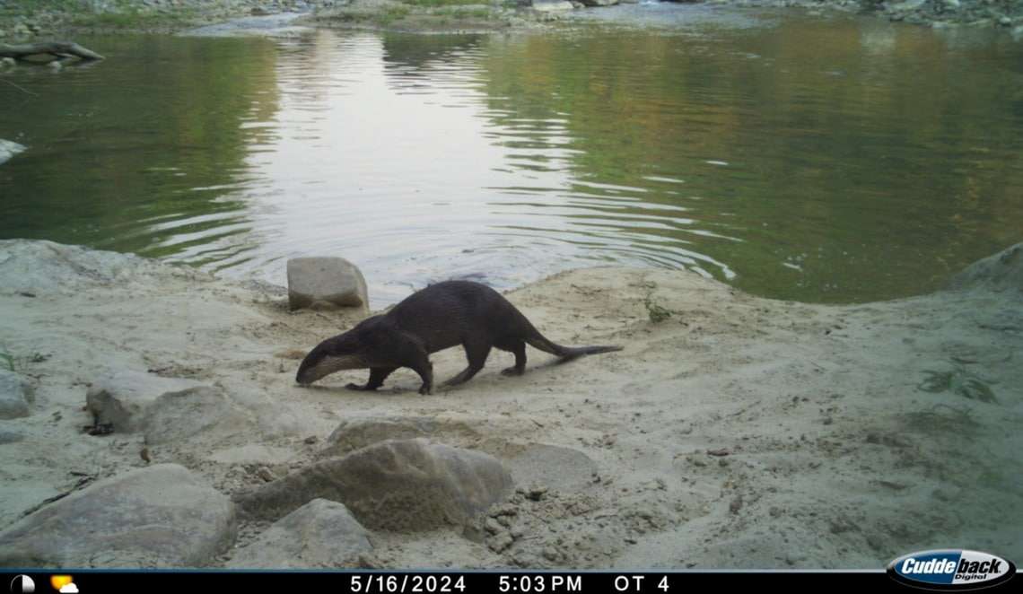 A-smooth-coated-otter-seen-at-Nandhaur-Wildlife-Sanctuary-in-May-2024-744c7f2d227e2661260b2bac409e20cf.jpeg