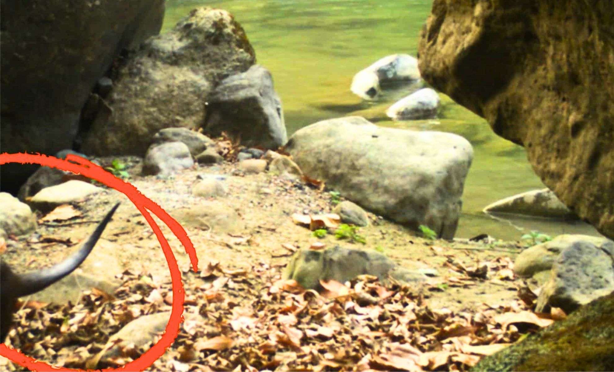 Trail Cameras Uncover Rare Otter Species in India's Himalayan Wildlife Sanctuary 