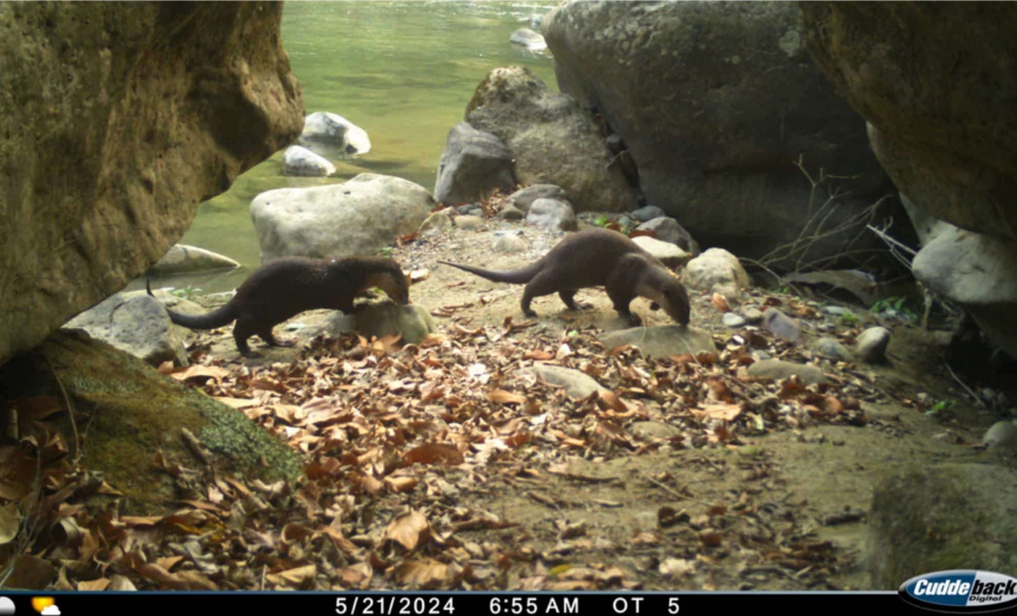 a-pair-of-smooth-coated-otters-seen-at-nandhaur-wildlife-sanctuary-in-may-2024-43edfc0f7c985b1c10029ba8276dab44.jpg