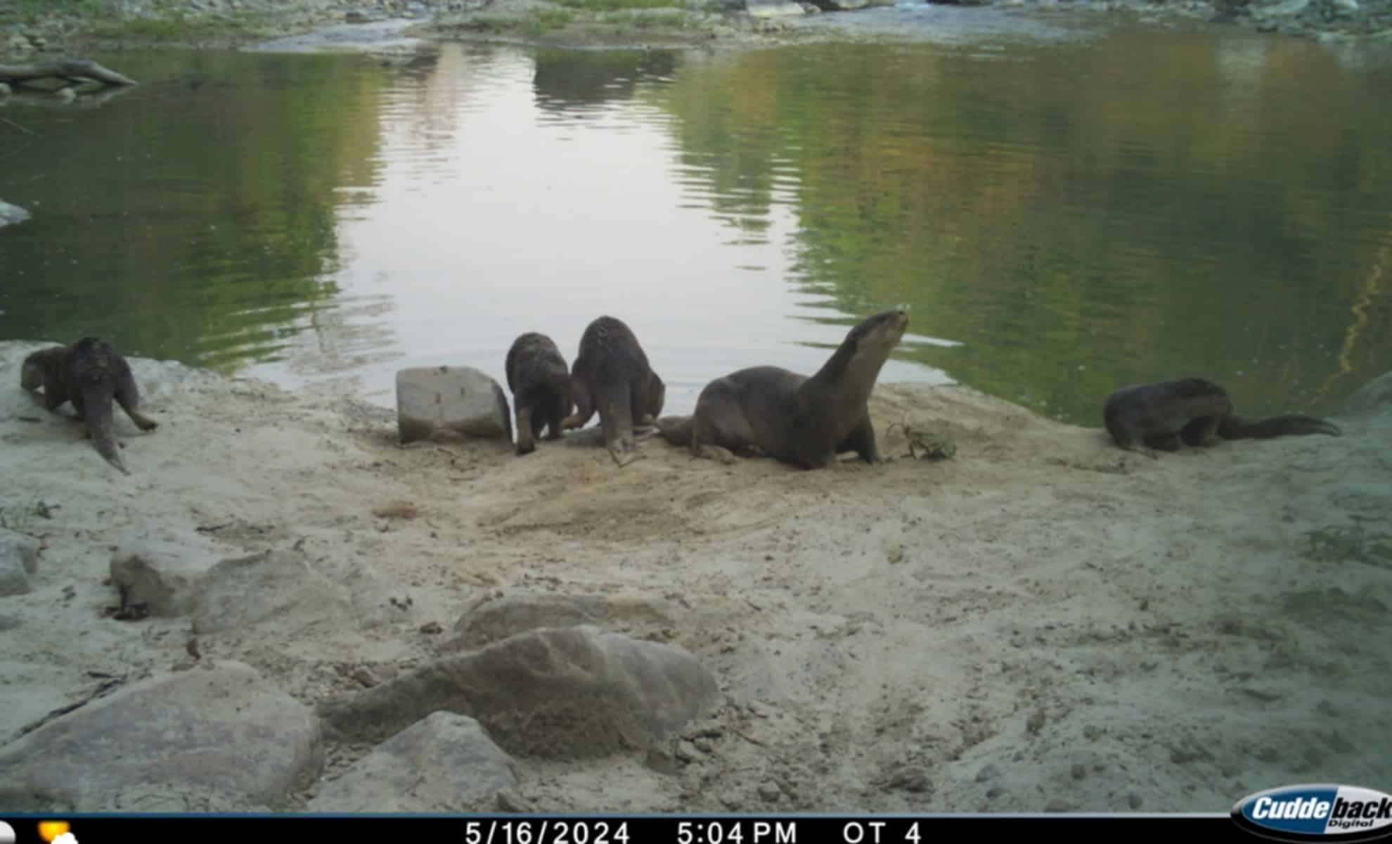 several-smooth-coated-otters-seen-at-nandhaur-wildlife-sanctuary-in-may-2024-1abfafb99fc1e2a8893891d38266ecf2.jpg