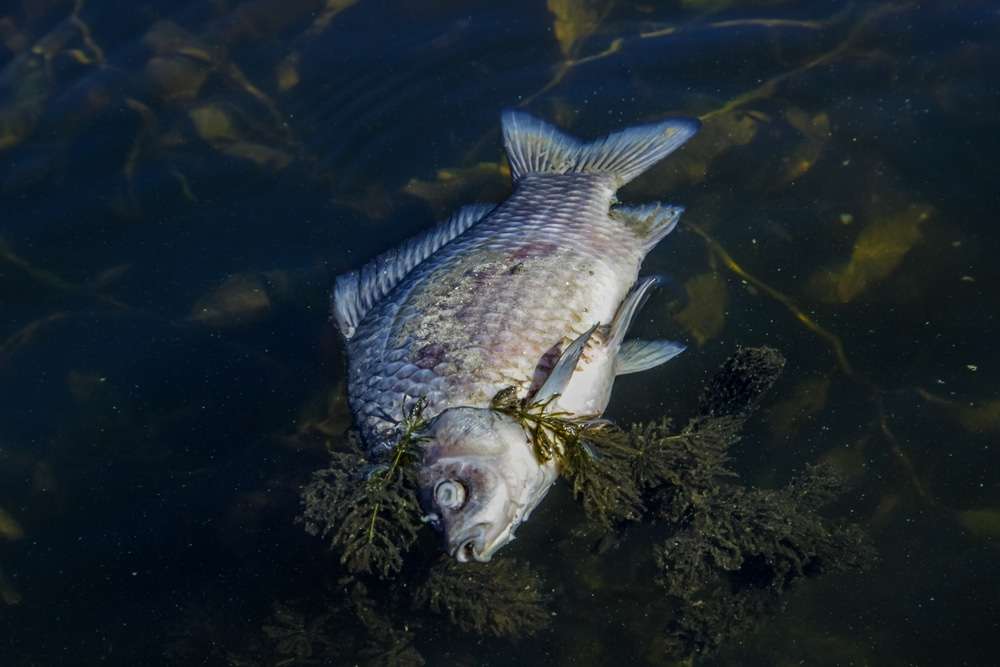 A-dead-fish-hangs-in-the-algae-of-a-river-13b7bc0f7f60cfc179aa02e94fc4a718.jpg