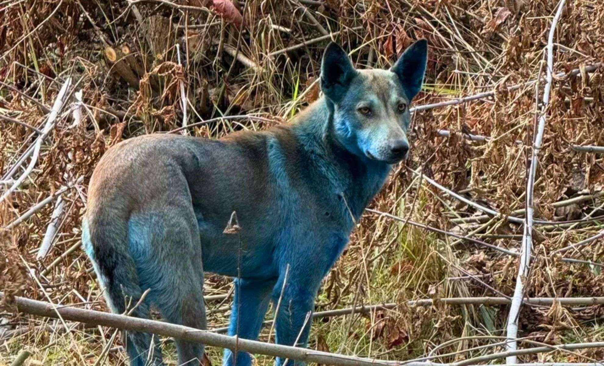 Mystery of Chernobyl’s Blue-Coated Dogs Uncovered by Researchers 