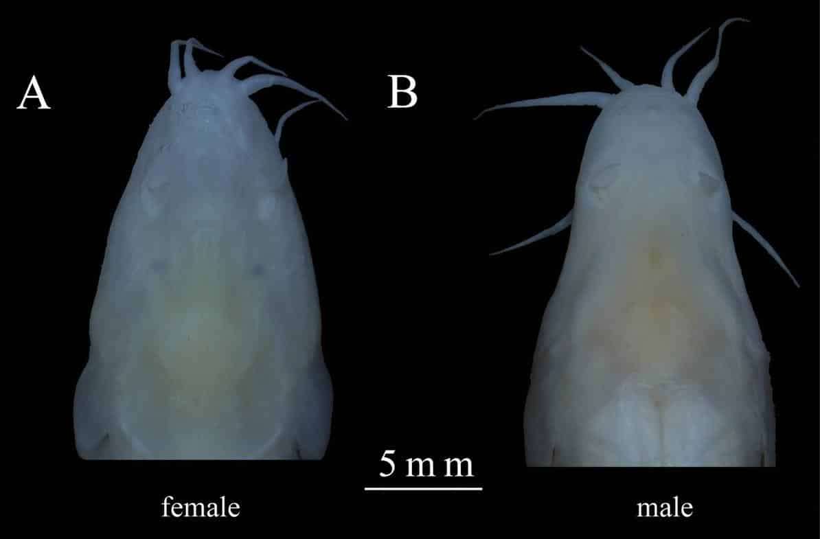 Fish-head.-On-the-left-the-female-on-the-right-the-male-beed00176ba9a94cf0ae6ab1ba62f61f.jpeg