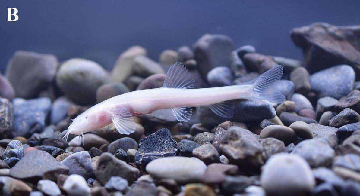 Triplophysa-baishuijiangensis-photographed-by-the-researchers-97a7e3e8af90e123b4121443da0efa29.jpeg