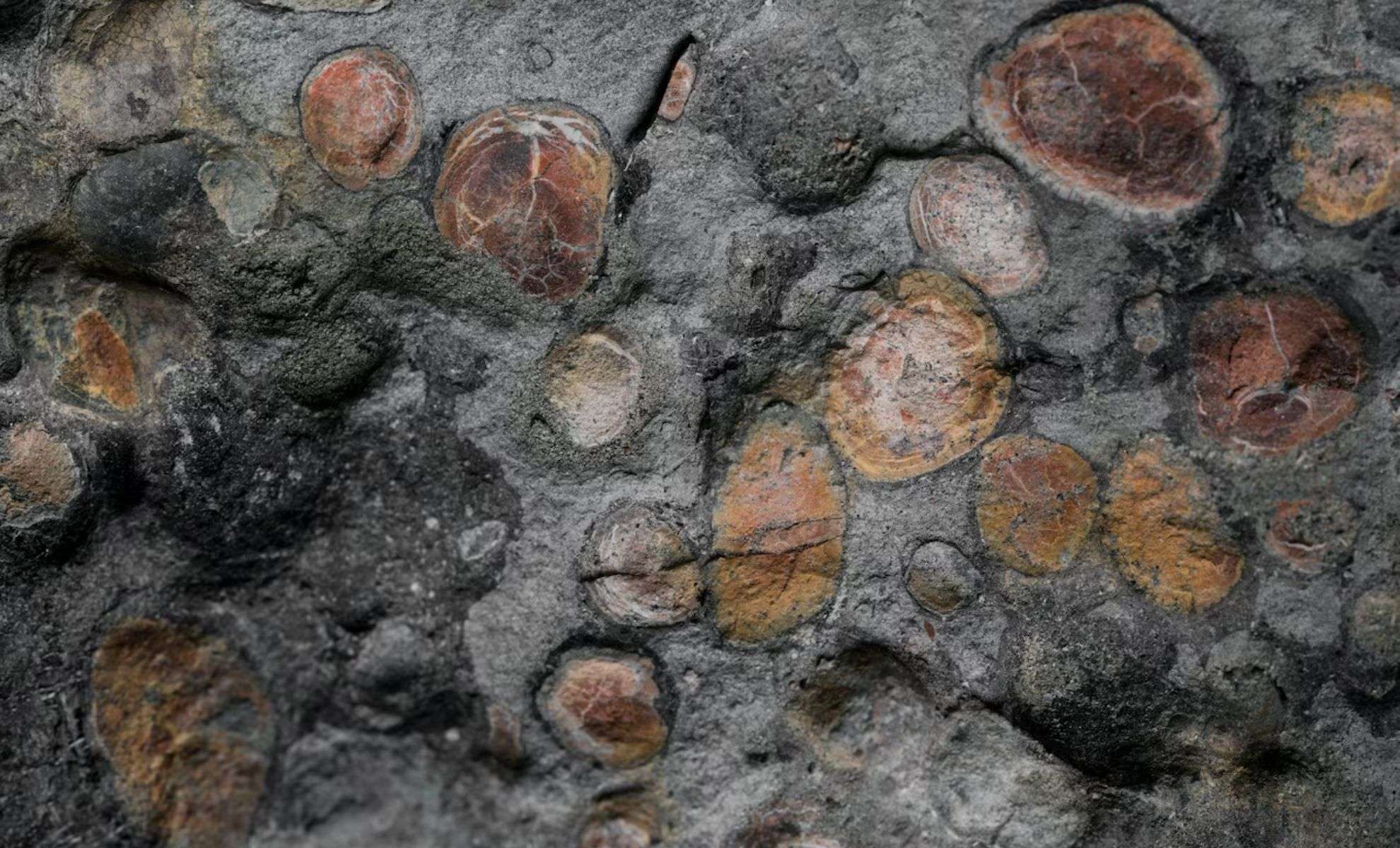 Exceptionally Intact Nodosaur Fossil Unveils Ancient Life in Stunning Detail 