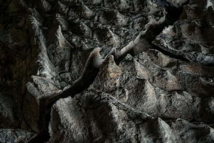 nodosaur-fossil-burial-sea-e9d11f29f5934e2afe8f8e167d16cbe3.jpg