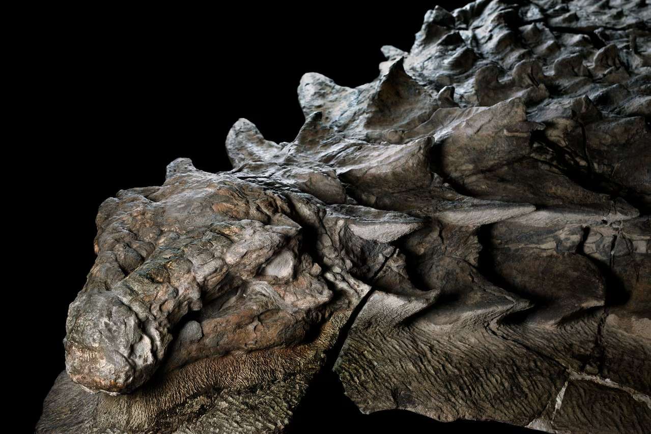 nodosaur-fossil-canadian-mine-face-37dedd706325101a8b69fe58bf9719c9.jpeg