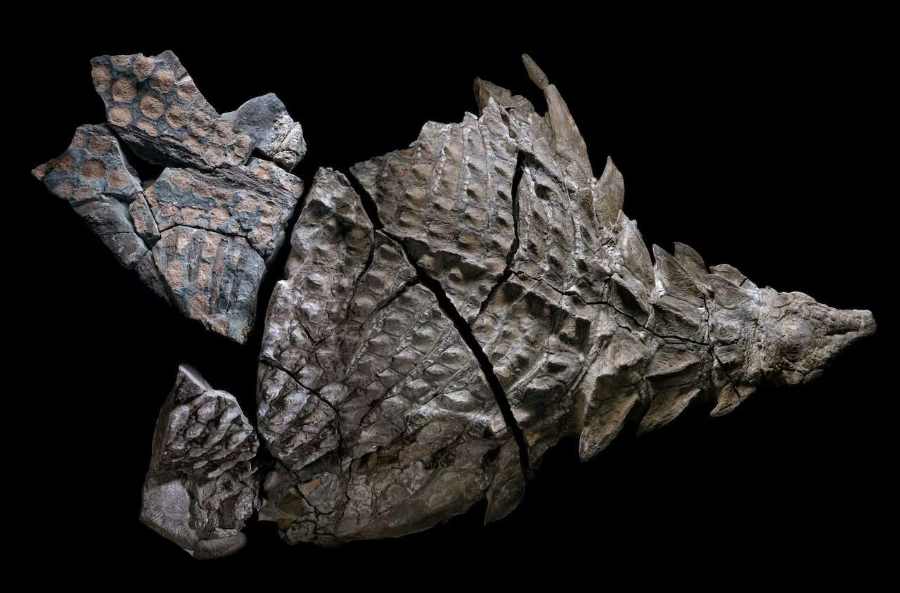nodosaur-fossils-herbivore-puzzle-22b82269e994ed8f028be9e7cf1c3bd1.jpeg