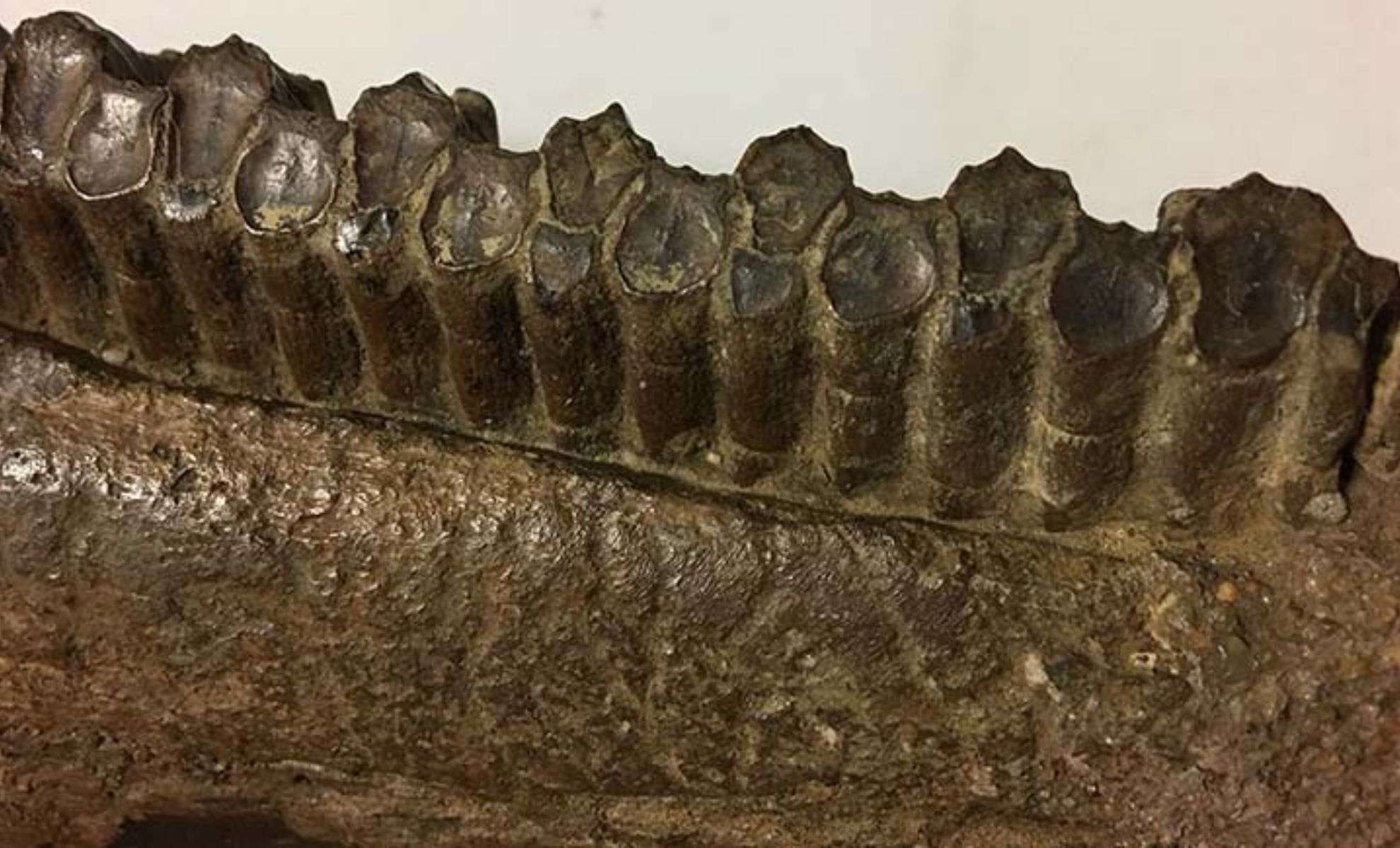 Rapid Tooth Replacement Fueled Evolution of Herbivorous Dinosaurs’ Feeding Success 
