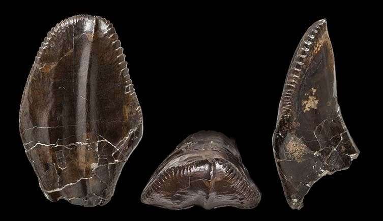 dinosaur-chewing-iguanodon-tooth-angles-two-column-ac5e54fc50716a382356d84990f7bc03.jpg