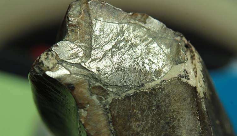 dinosaur-chewing-wear-facet-iguanodon-tooth-two-column-attila-osi-6d5539c4f2240d151a81cdf48d8c46c4.jpg