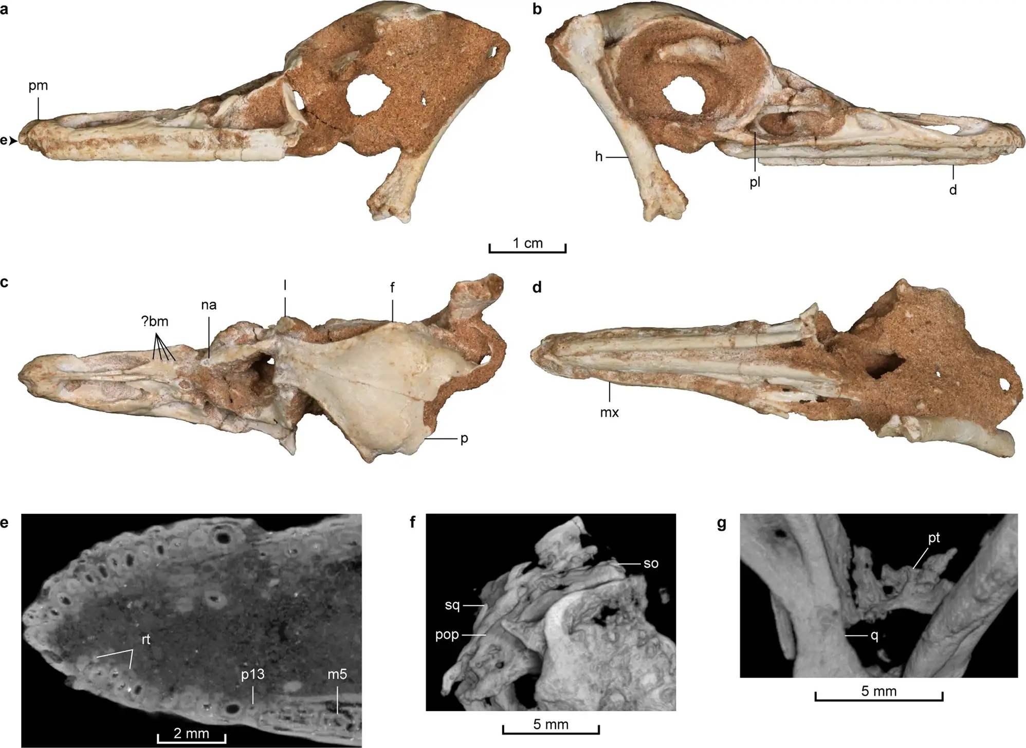 The-fossilized-skull-of-Natovenator-polydontus-2c56d4a4e357efc150ca2325b975e866.webp